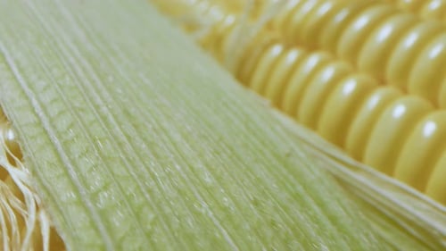Corn Cob on Yellow and Green Bright Background Fresh Raw Ripe Sweetcorn Closeup Rotation Corn on the
