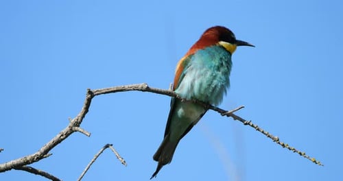 European bee eater (Merops apiaster), perched against the blue sky, The Camargue, Southern France.