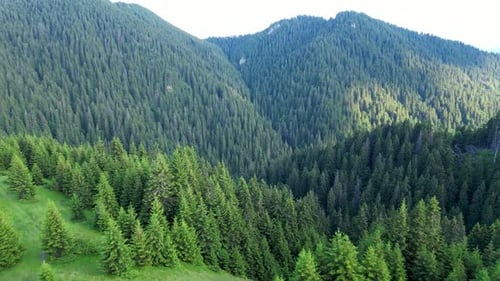 Aerial Mountain Trees