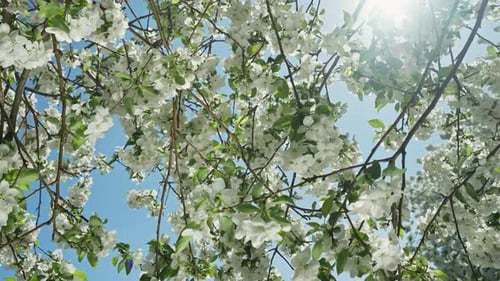 Branch with Blooming Flowers White Flowering Blossoms on Apple Tree Branches