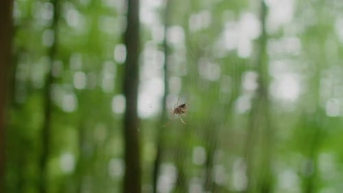 Spider Builds Web In Forest