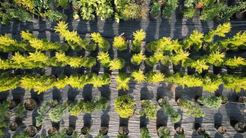 Aerial Pine Saplings