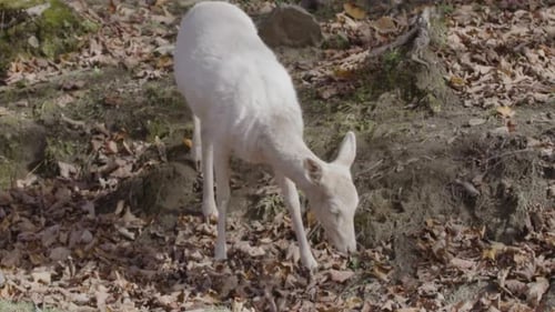White tailed deer close up young baby
