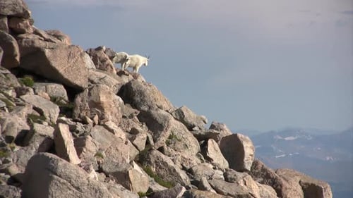 Mountain goat