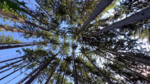 Lush Forest with Trees Evergreens and Conifers Under a Clear Sky