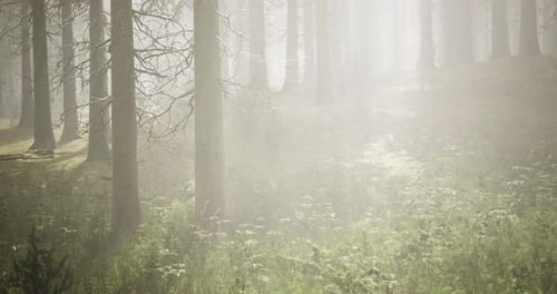 Misty Forest Landscape with Sunlight Filtering Through Tall Trees and Grass