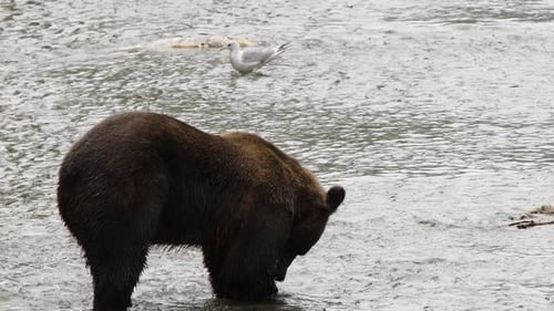 Large brown bear bites spawning salmon in shallow river but lets it go