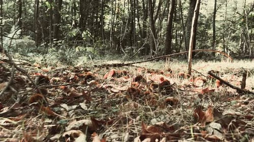 Walk in chestnut wood among trees and hedgehogs. First person low angle handheld shot
