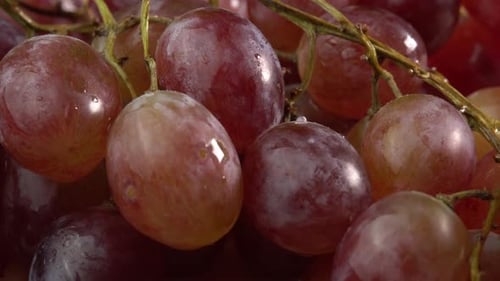 Grape close up, concept winemaking, wine production, vine variety. Fresh bunches of grapes