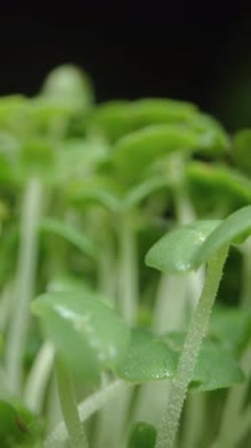 Seedlings Emerging and Growing in a Vertical Garden