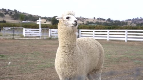 Llama (Lama Glama) In The Farm Enclosed With Wooden Fence. Domesticated South American Camelid. clos