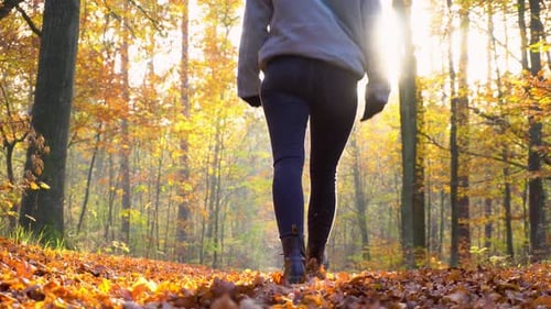 Woman Walking Through Yellow Forest on Ground Full of Leaves in Autumn