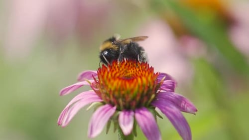 Bumblebee Gathers Pollen From a Pink Flower
