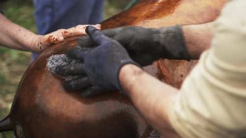 Rural butchers cleaning scorched pig ham for further butchering - Close up