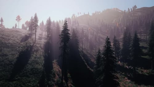 Evergreen Fir Trees with Cones Peaks of French Alps Mountains