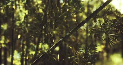 Lush Green Bamboo Forest with Sunlight Filtering Through Leaves