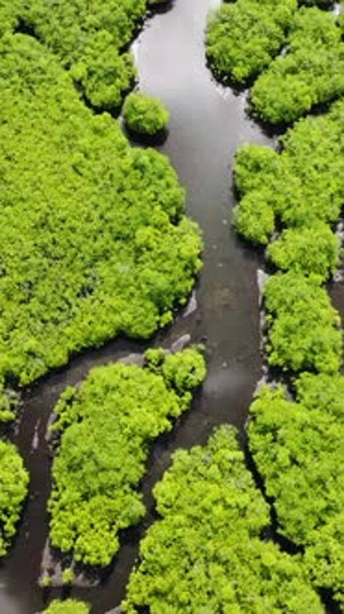 Mangrove Trees Forming Narrow Winding River Siargao Philippines