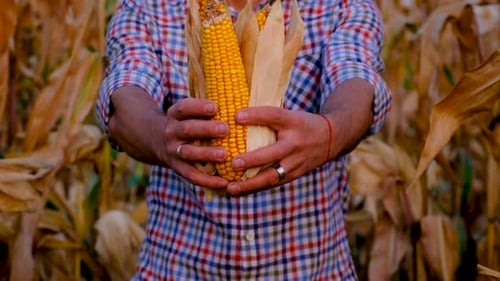 A Man Farmer Harvests Corn in a Field Selective Focus