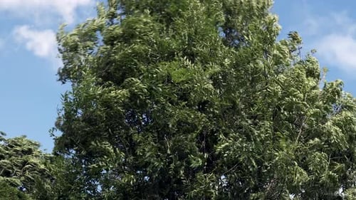Strong Spring wind blows and moves through trees in full leaf.