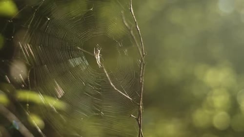 Une araignée est assise dans une toile élaborée dans la lumière matinale de la forêt, en gros plan