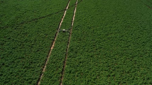 Drone Sprays Pesticide Over Large Agricultural Field