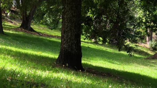 A close handheld shot of the trunk of a pine tree with several other trees in the background, their