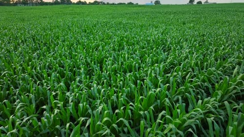 Green corn field sprawling in rural USA during a summer sunset. Aerial reveal.