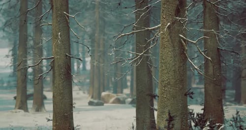 Majestic Winter Forest Landscape with Snow Covered Trees and Rocky Terrain