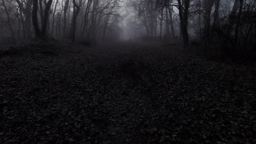 Forest pathway on dark moody misty day in horror scene, dolly backward shot