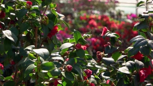 Close Up of Bush of Blooming Azalea Flowers with Green Leaves