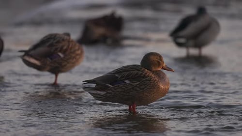 Ducks Standing Together in the Water