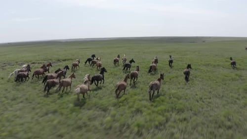 Sweeping drone shot of a herd of wild horses running in the prairie.
- Wild horses, horse, stallion,