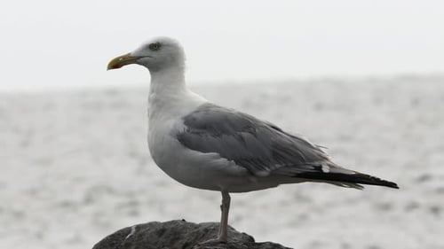 A seagull sitting on a rock with the waves of the ocean in the background.