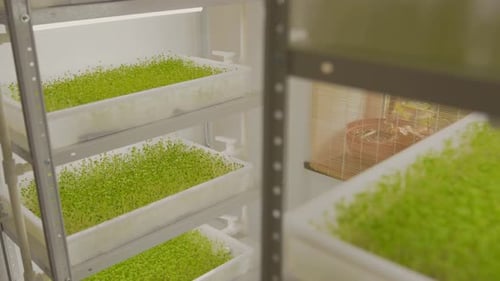 Close Up Fresh Microgreen Sprouts on White Shelves Agriculture with Light Young Plant Pot Salad