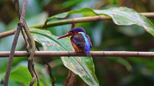 Resting Blue-eared Kingfisher Bird In Wet Deciduous Forest. Close-up Shot
