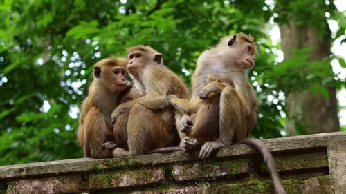 Macacos na floresta no Sri Lanka 5819