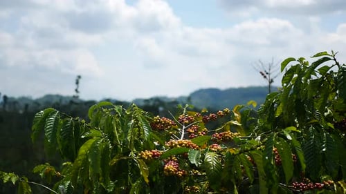 fresh coffee berries