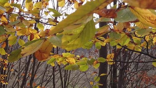 Branches and leaves by the color of autumn in shades of lights and breeze of the wind.