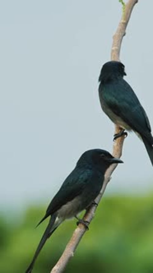 Two Black Drongo Birds Perched on a Tree Branch
