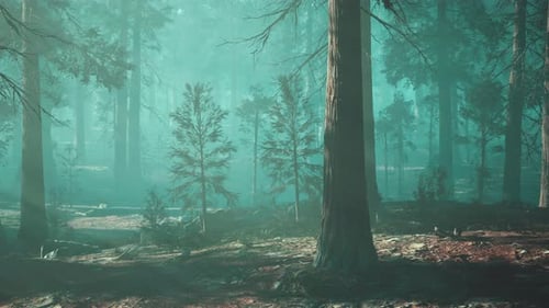 A Forest Filled with Lots of Tall Trees Dark Forest