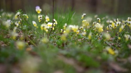 Closeup Blooming Flowers Field In Springtime. Wild Flowers Growing In Rural Environment. Close Up...