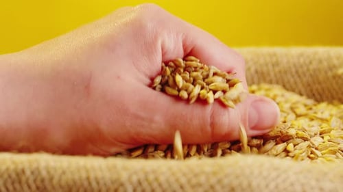 Dry Golden Wheat Closeup