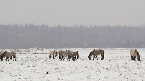 Wild Horses Grazing in Snowy Field