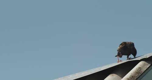 Oiseau noir marchant sur le toit