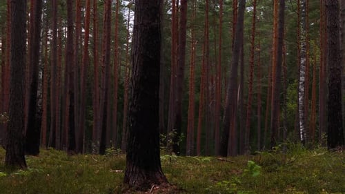 Dense pine forest, low angle motion view