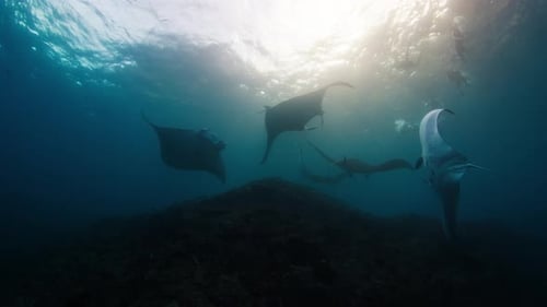 Giant Oceanic Manta Rays or Mobula Birostris Slowly Swim Underwater Near the Cleaning Station at