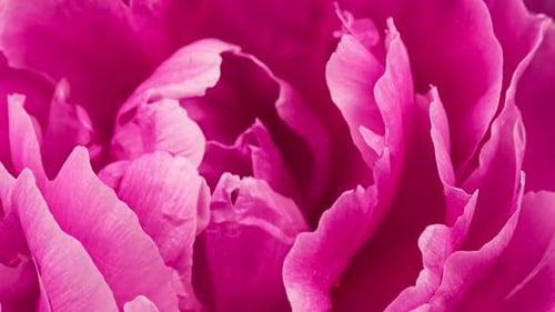 Close Up of Fuchsia Flower Blooming