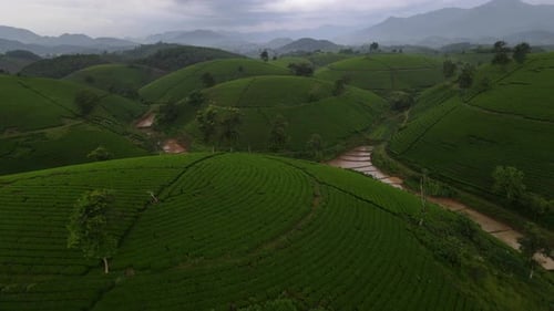 Plantation de théiers, collines, vallée naturelle, Vietnam, vol de Long Coc, Asie du Sud-Est