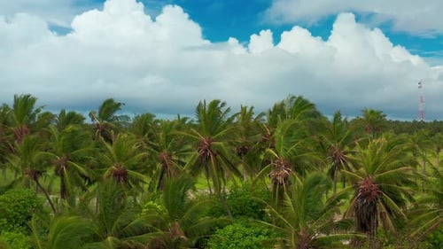 Aerial view of beautiful paradise Maldives tropical beach with palm trees on island. Summer and trav