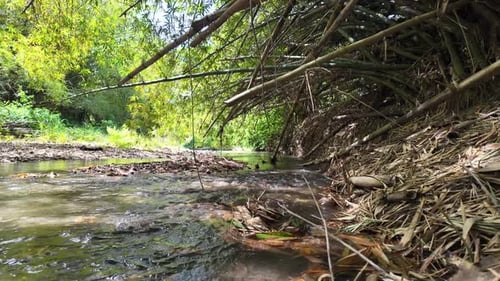 Niedrigansicht eines kleinen Flusses, der durch Bambus im üppigen Tropenwald fließt